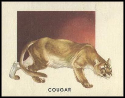 154 Cougar